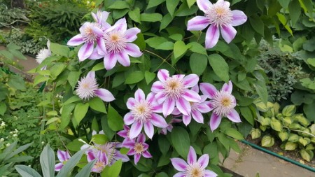 ИМПРЕСС (EMPRESS)